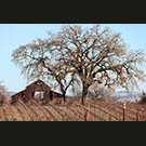 Trione barn in Fall