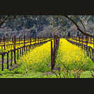 Bennet Lane mustard