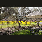Mustard dominates late Winter in wine country