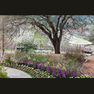 Trinchero Napa gardens