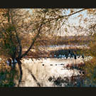 Quiet refuge in the willows