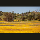 Super-bloom 2018