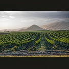 Edna Valley evening