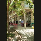 Cool dappled shade