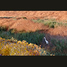 Egret hunting in the ditch