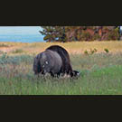 Buffed buffalo butt