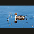 Perfect pintail