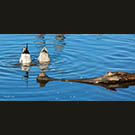 Double duckie dinner?