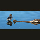 Ducky dinner for Colusa croc?