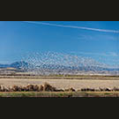 Eagle alarm lifts ten thousand snow geese