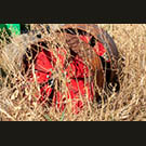 Scarlet in the straw