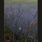 New shoots in moonlight