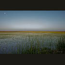 Moon over new shoots