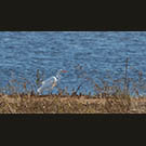 Egret guarding the bank