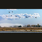 Sandhill Cranes arrive at Woodbridge