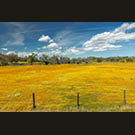 Super bloom on CA 158