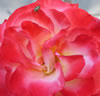 DSC00779_2