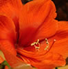 DSC04176_1